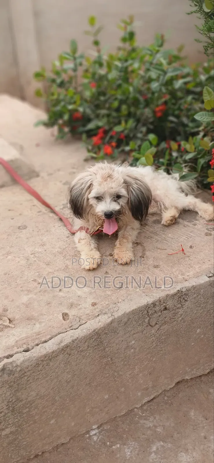 1+ year Male Purebred Poodle
