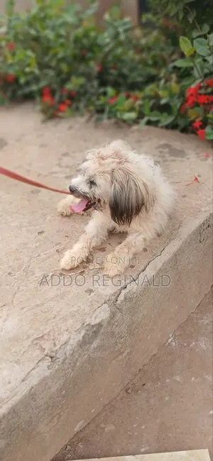 1+ year Male Purebred Poodle
