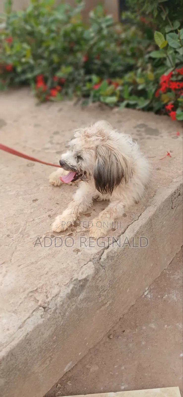 1+ year Male Purebred Poodle