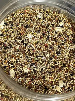 Bird Feed.