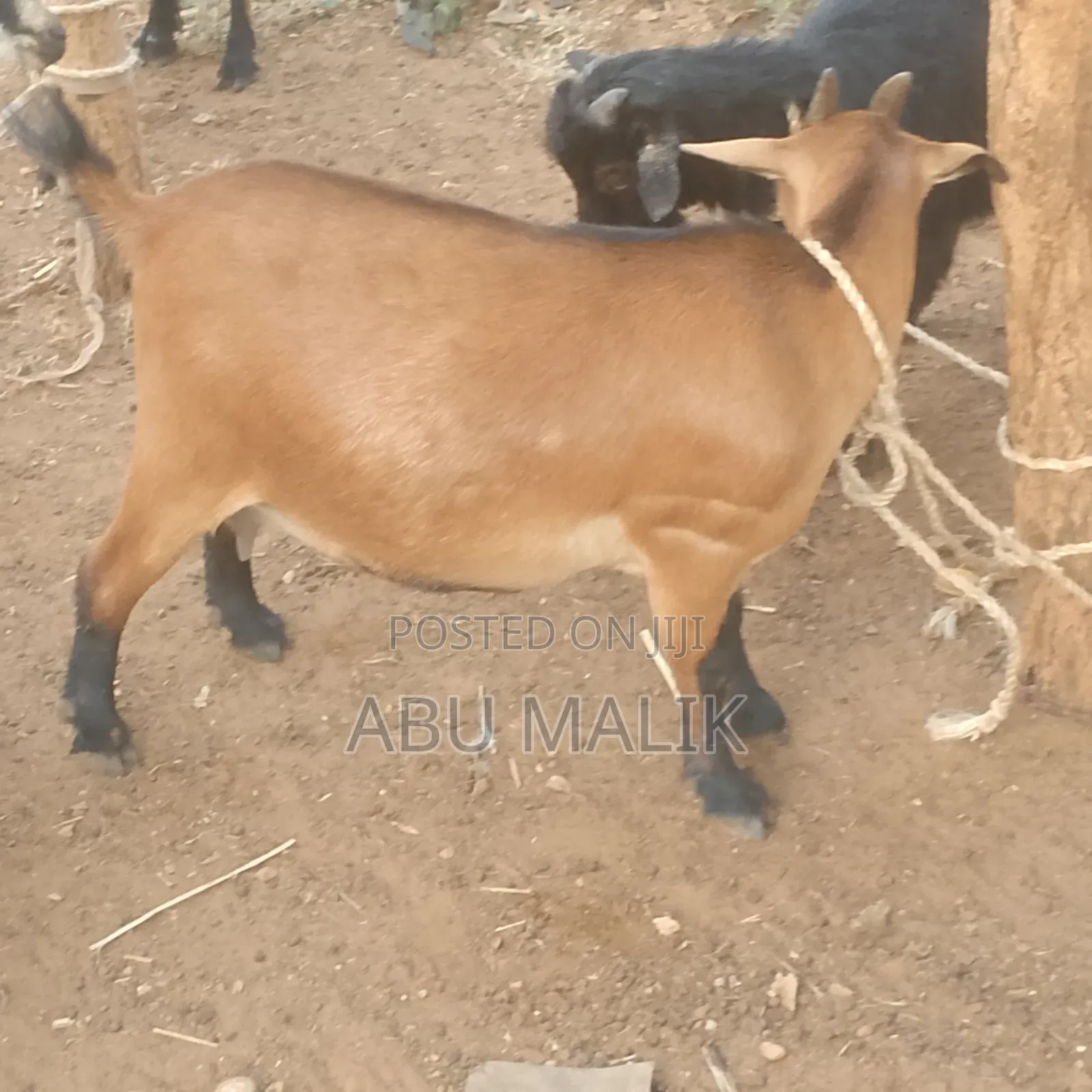 The Nice Goat Seller