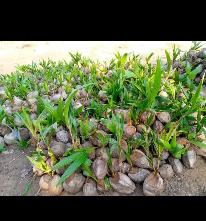 Dwarf Coconut and Hybrid Seedlings
