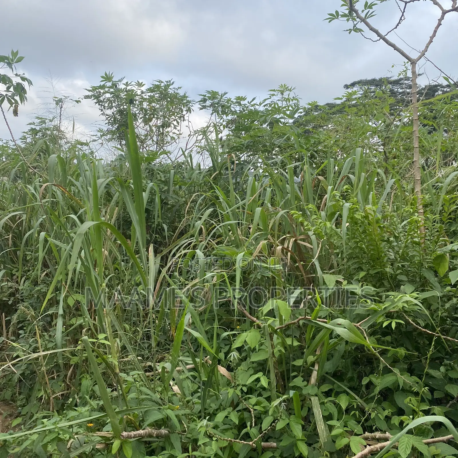 20 Registered Land for Sale in Aburi Obosomase, Per Plot Is 