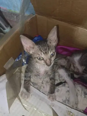 1-3 months Male Purebred Cat