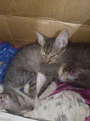 1-3 months Male Purebred Cat