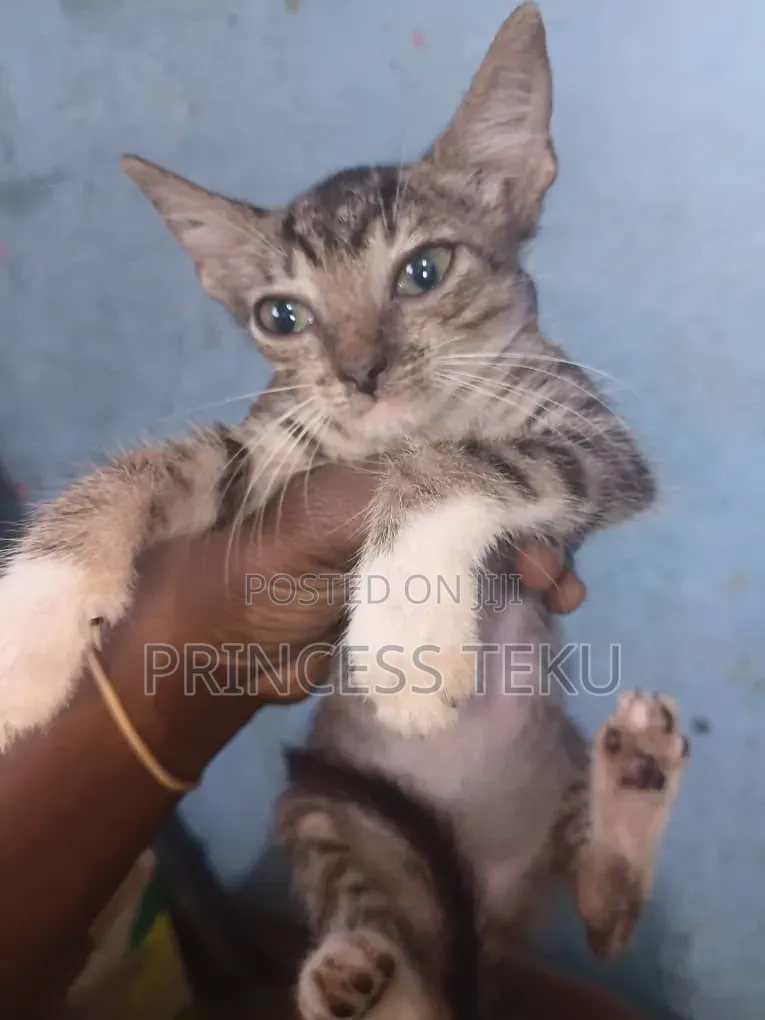 1-3 months Male Purebred Cat