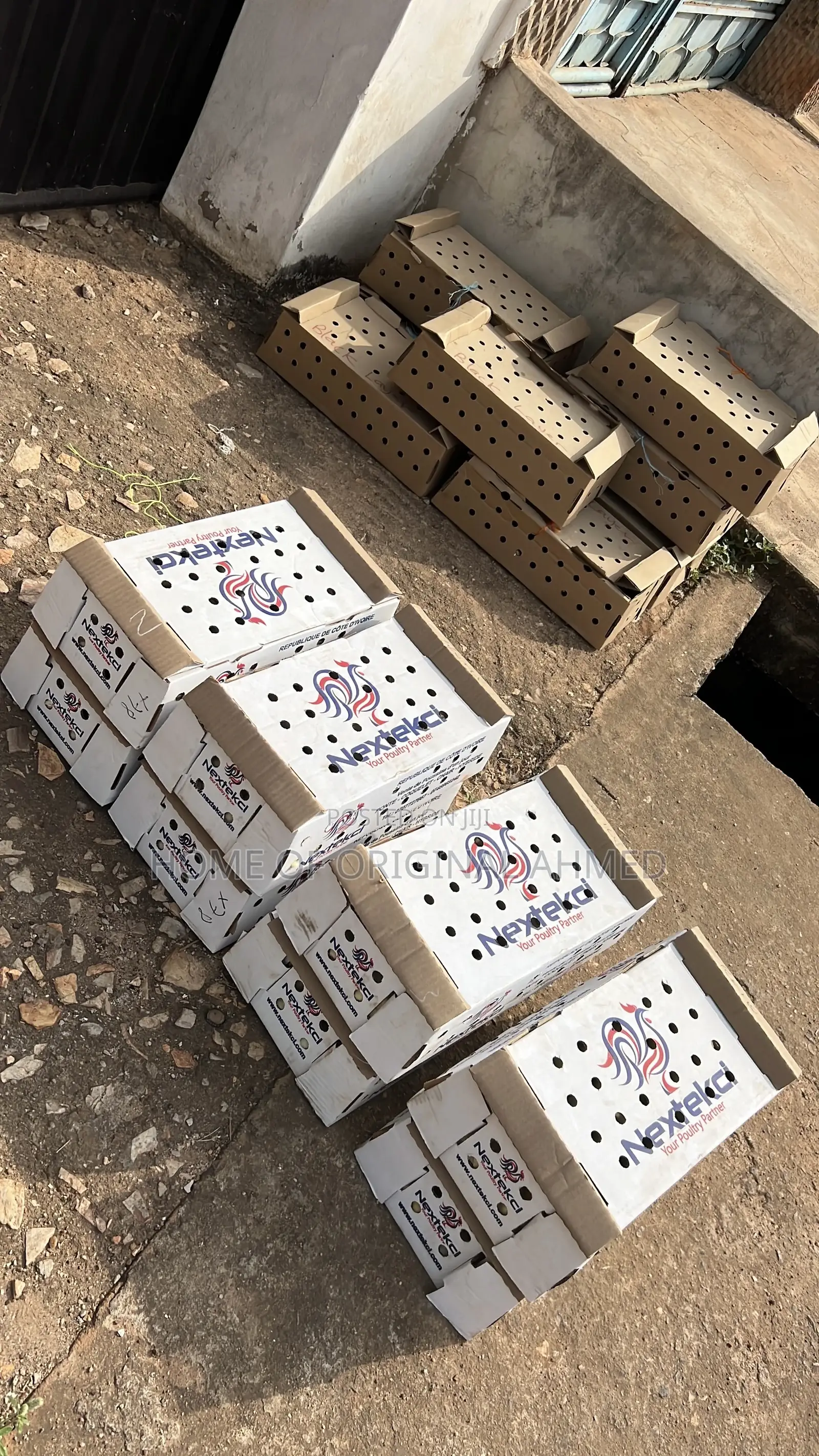 Broiler Cobb 500