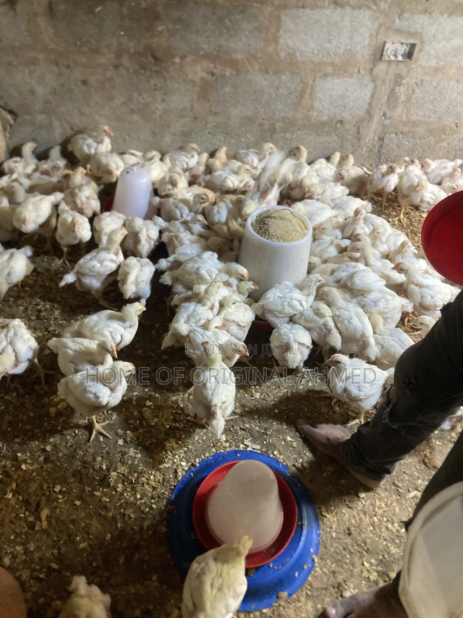 Broiler Cobb 500