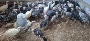 Healthy Well Mature Turkey for Sale