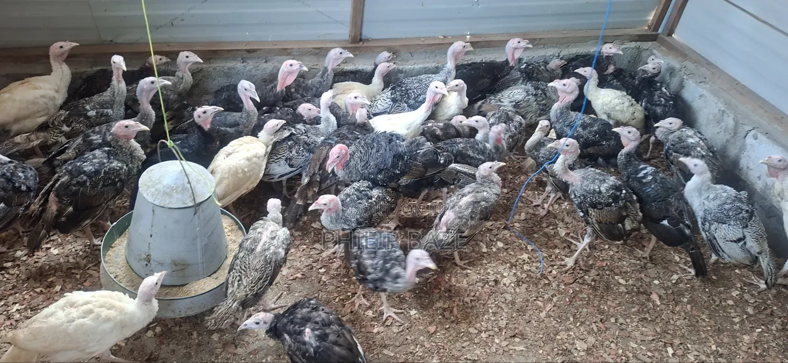 Healthy Well Mature Turkey for Sale