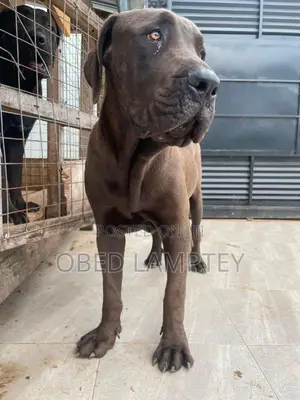 6-12 months Male Purebred Boerboel