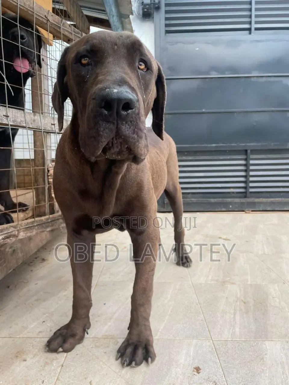 6-12 months Male Purebred Boerboel