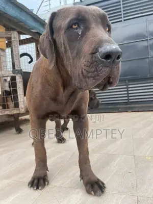 6-12 months Male Purebred Boerboel