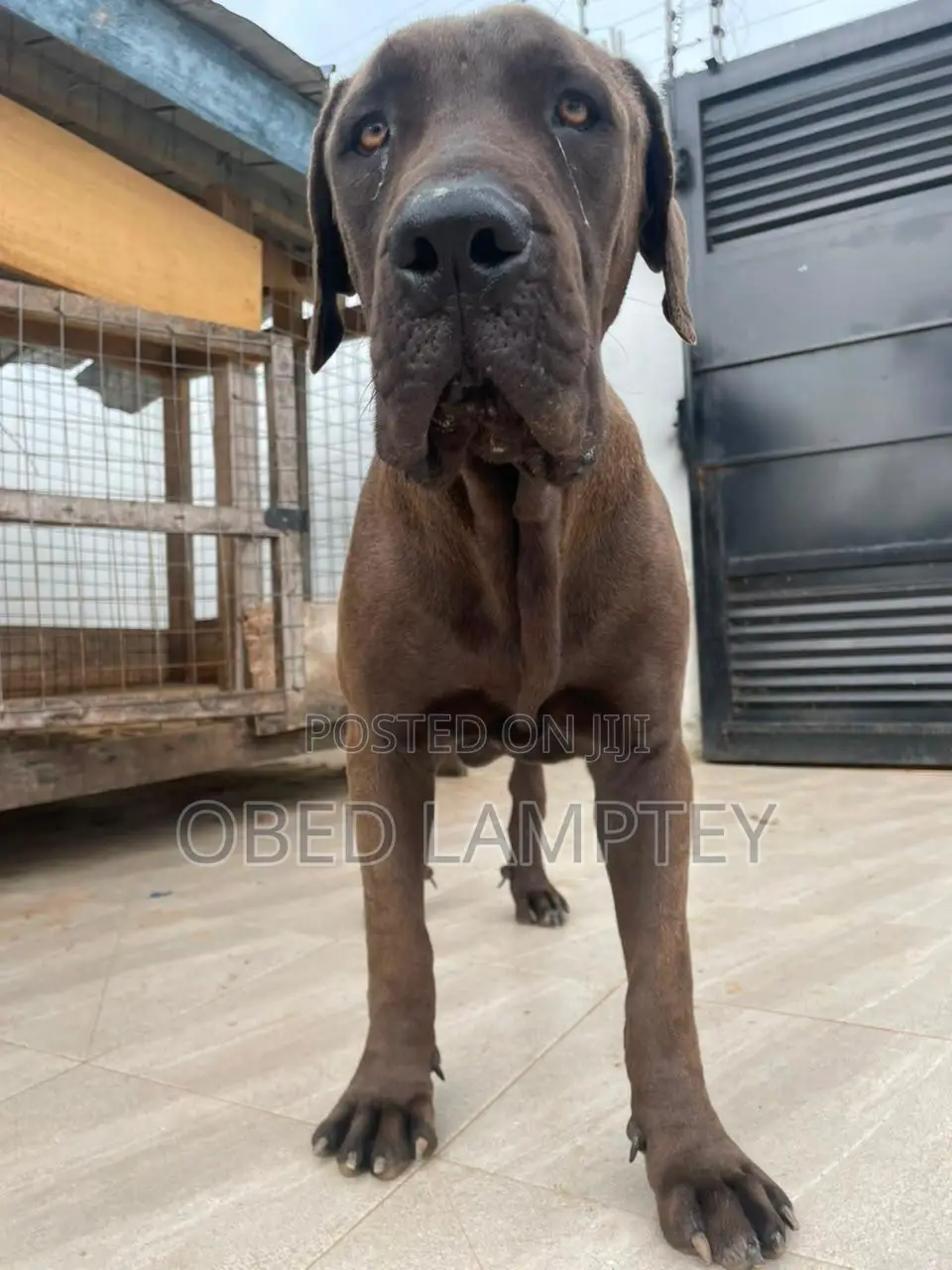 6-12 months Male Purebred Boerboel