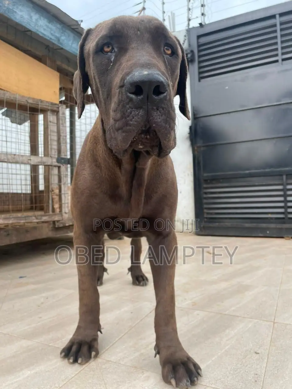 6-12 months Male Purebred Boerboel