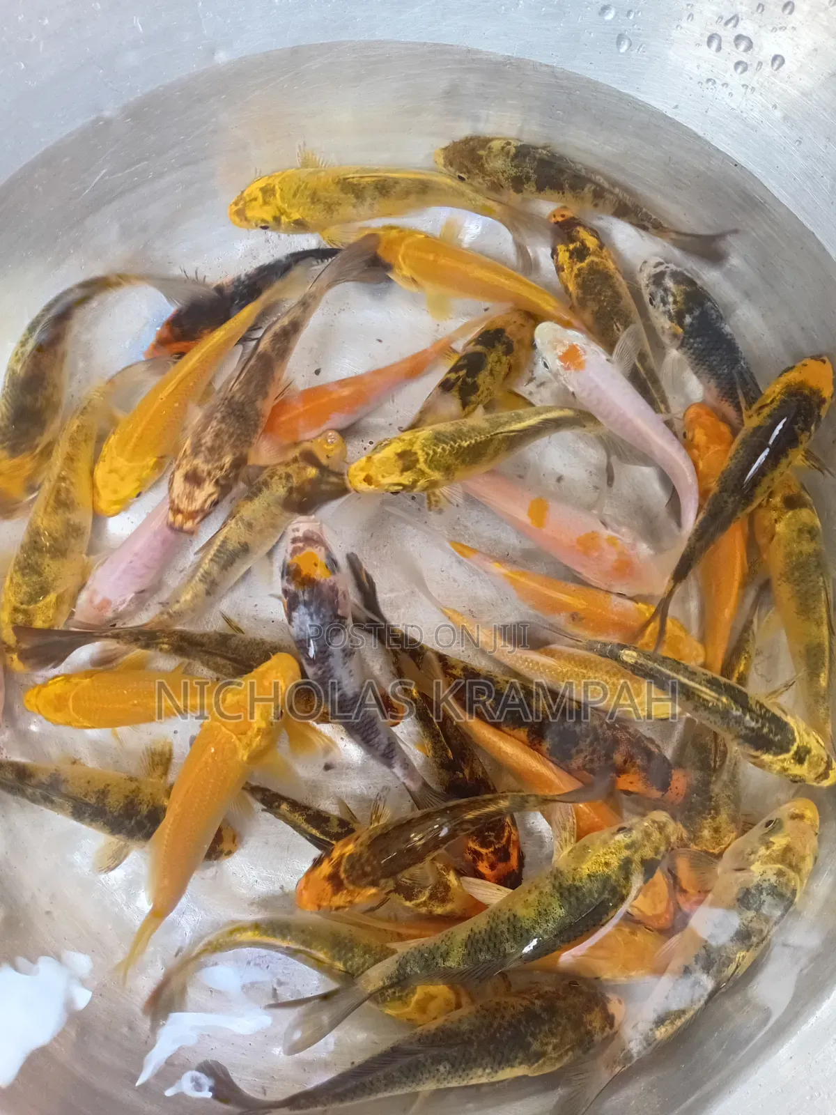 Aquarium Fishes
