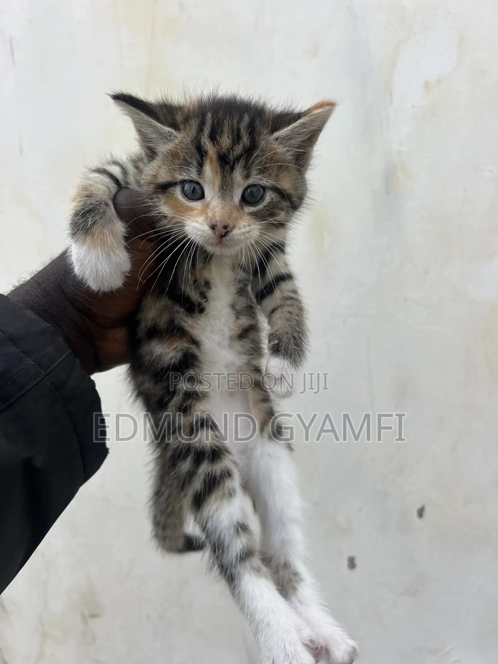 1-3 months Female Purebred Maine Coon