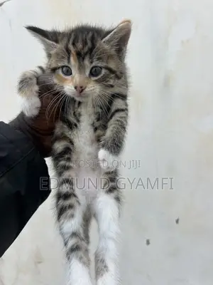 1-3 months Female Purebred Maine Coon