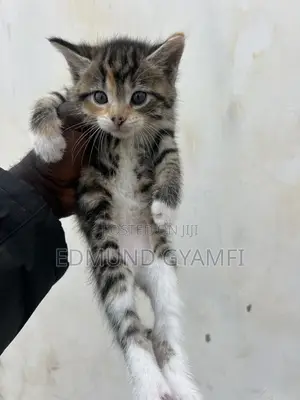 1-3 months Female Purebred Maine Coon