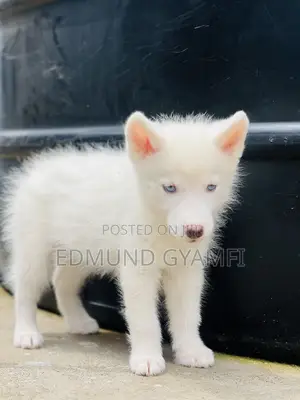 1-3 months Male Purebred Siberian Husky