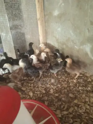 3 Weeks Old