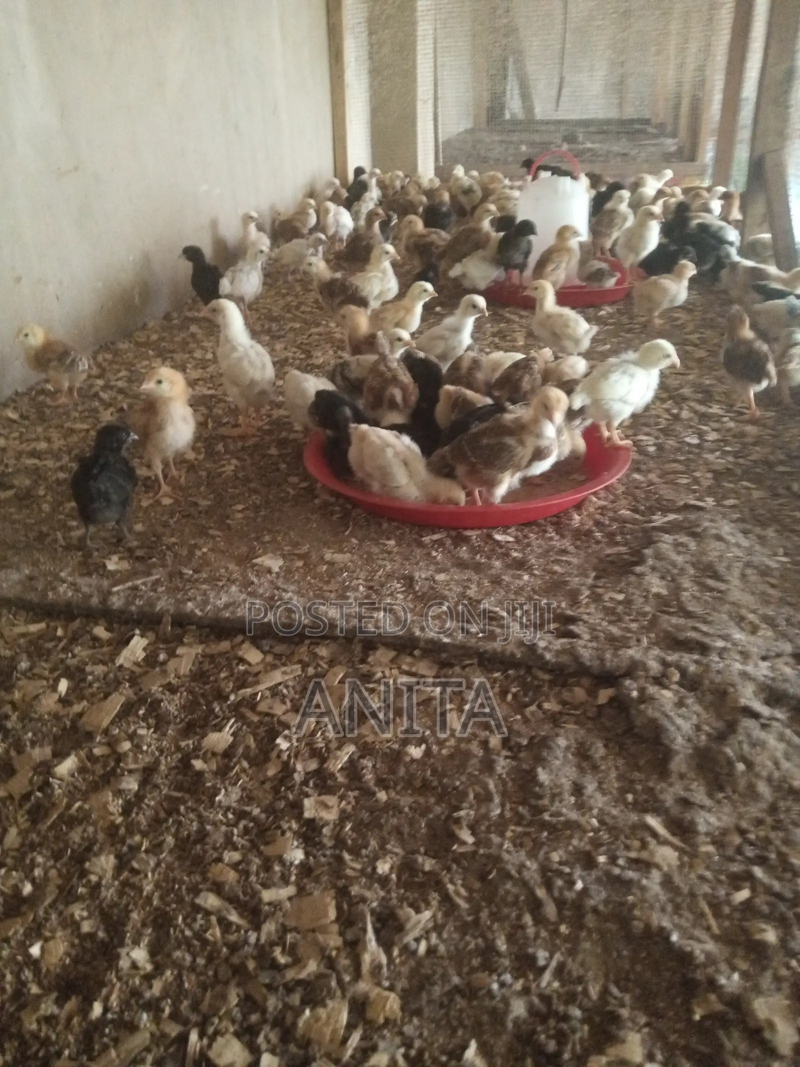 3 Weeks Old