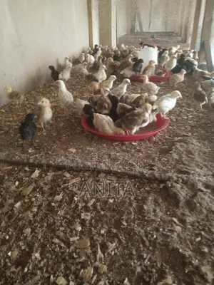 3 Weeks Old