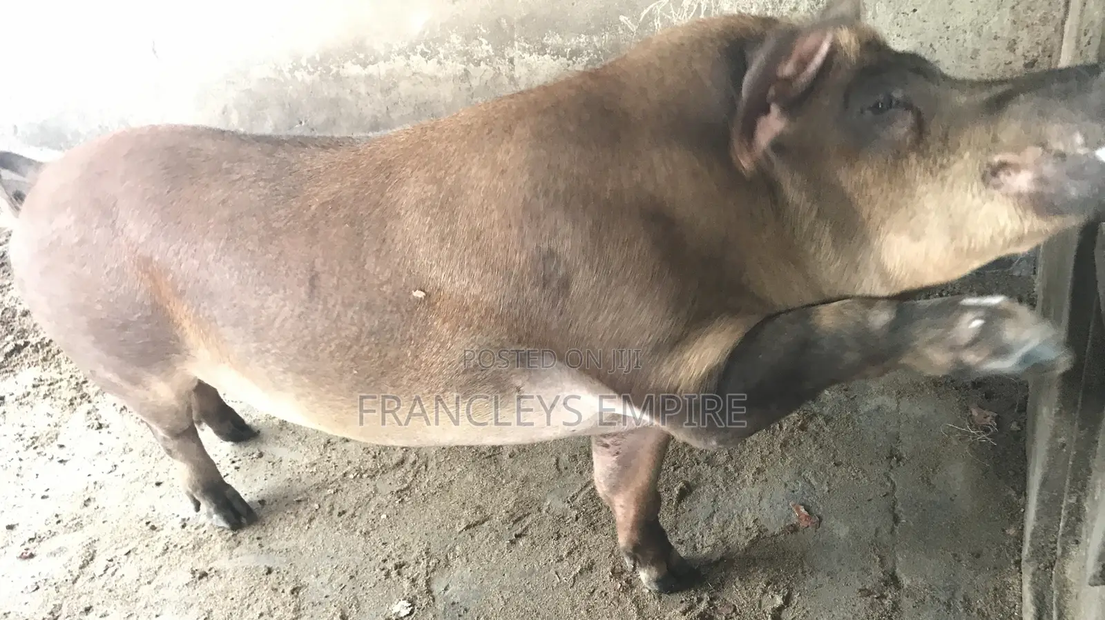 Price to Cross Your Female Pigs. Pure Breed Boar