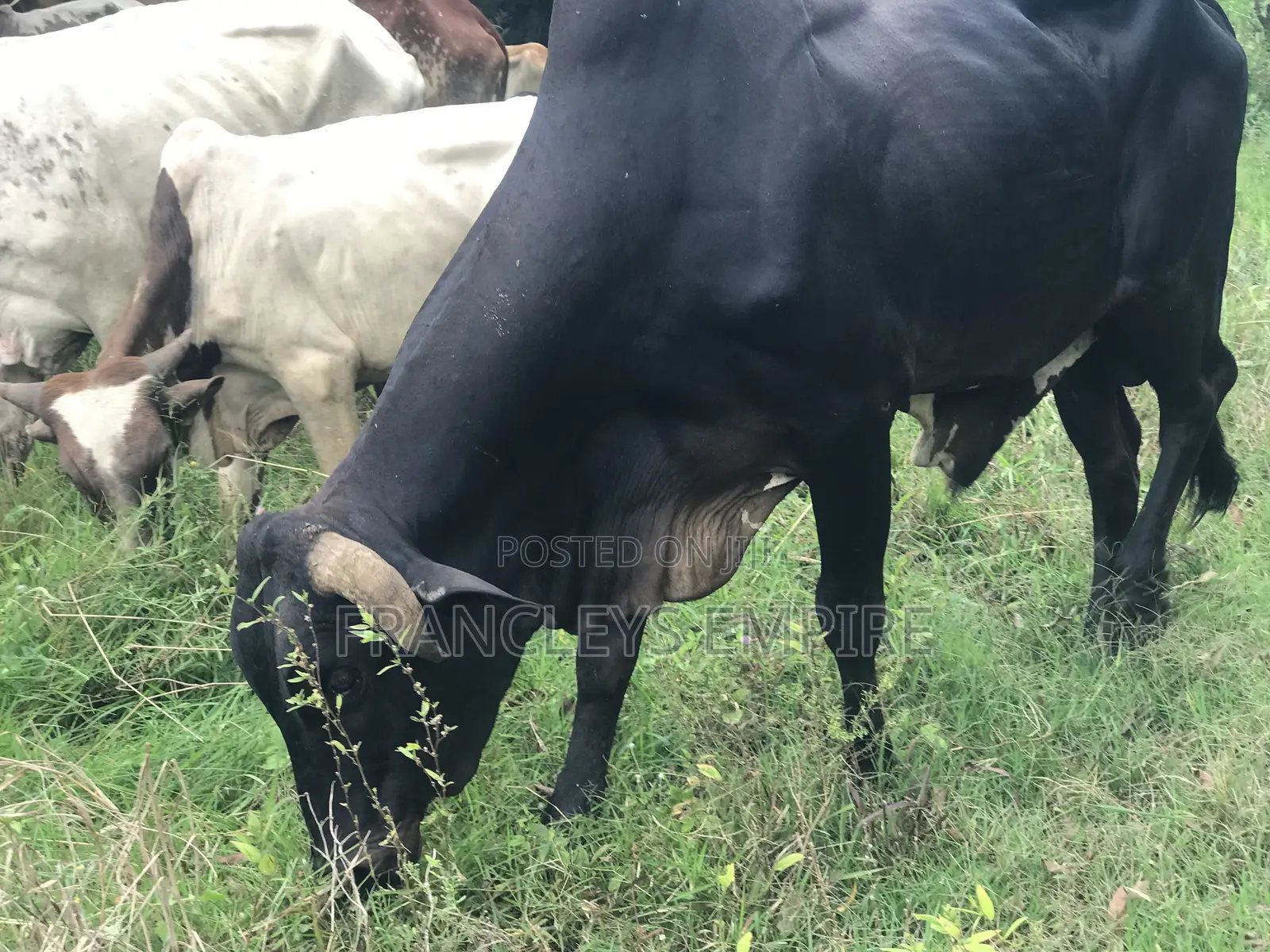 Cows for Sale. From 1000 Cedis to 30000 Cedis. 8000cedis+ for Killing