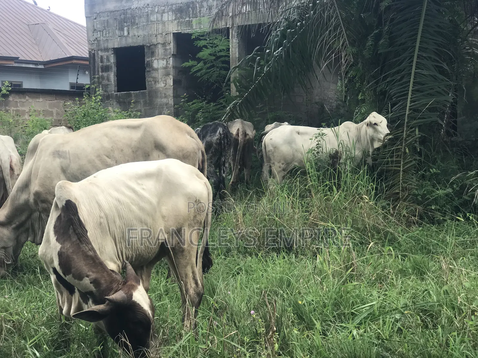 Cows for Sale. From 1000 Cedis to 30000 Cedis. 8000cedis+ for Killing