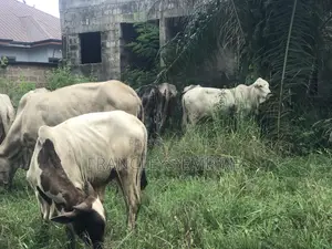 Cows for Sale. From 1000 Cedis to 30000 Cedis. 8000cedis+ for Killing