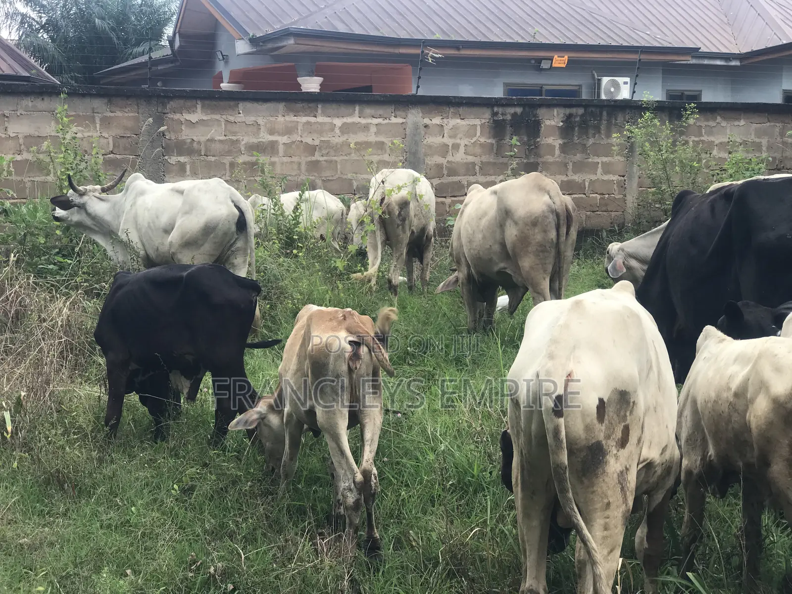 Cows for Sale. From 1000 Cedis to 30000 Cedis. 8000cedis+ for Killing