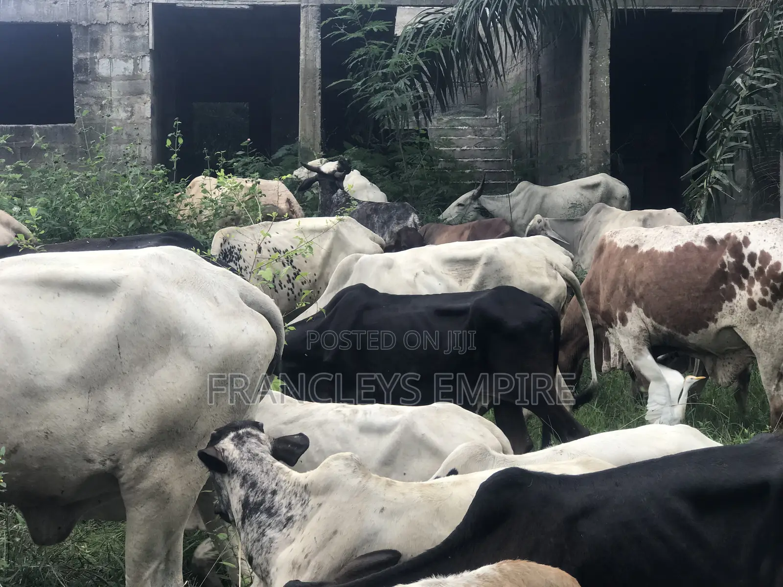Cows for Sale. From 1000 Cedis to 30000 Cedis. 8000cedis+ for Killing