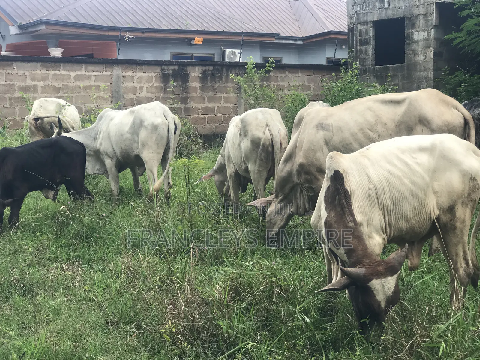 Cows for Sale. From 1000 Cedis to 30000 Cedis. 8000cedis+ for Killing