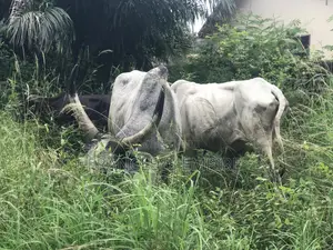 Cows for Sale. From 1000 Cedis to 30000 Cedis. 8000cedis+ for Killing