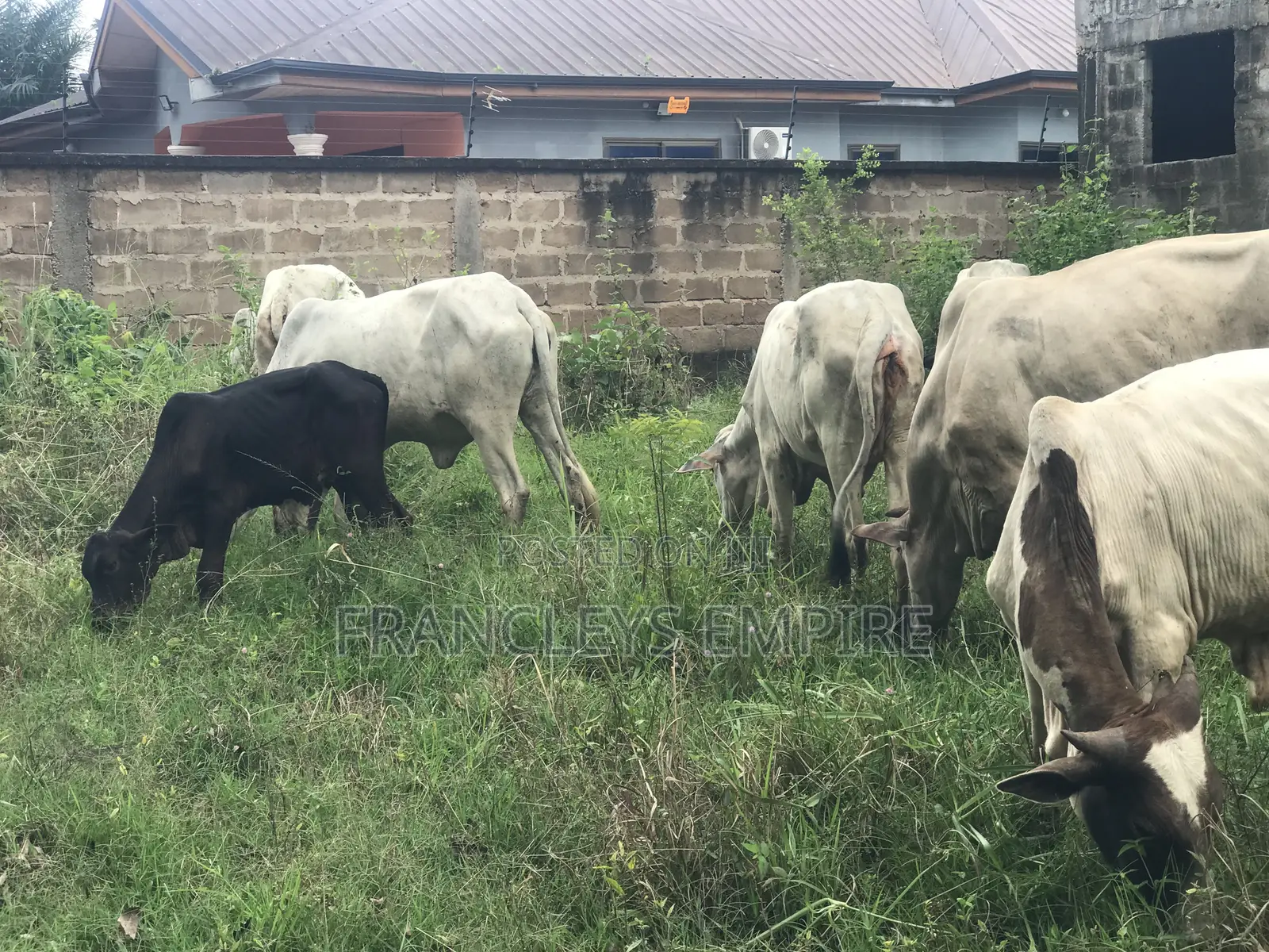 Cows for Sale. From 1000 Cedis to 30000 Cedis. 8000cedis+ for Killing
