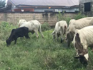 Cows for Sale. From 1000 Cedis to 30000 Cedis. 8000cedis+ for Killing