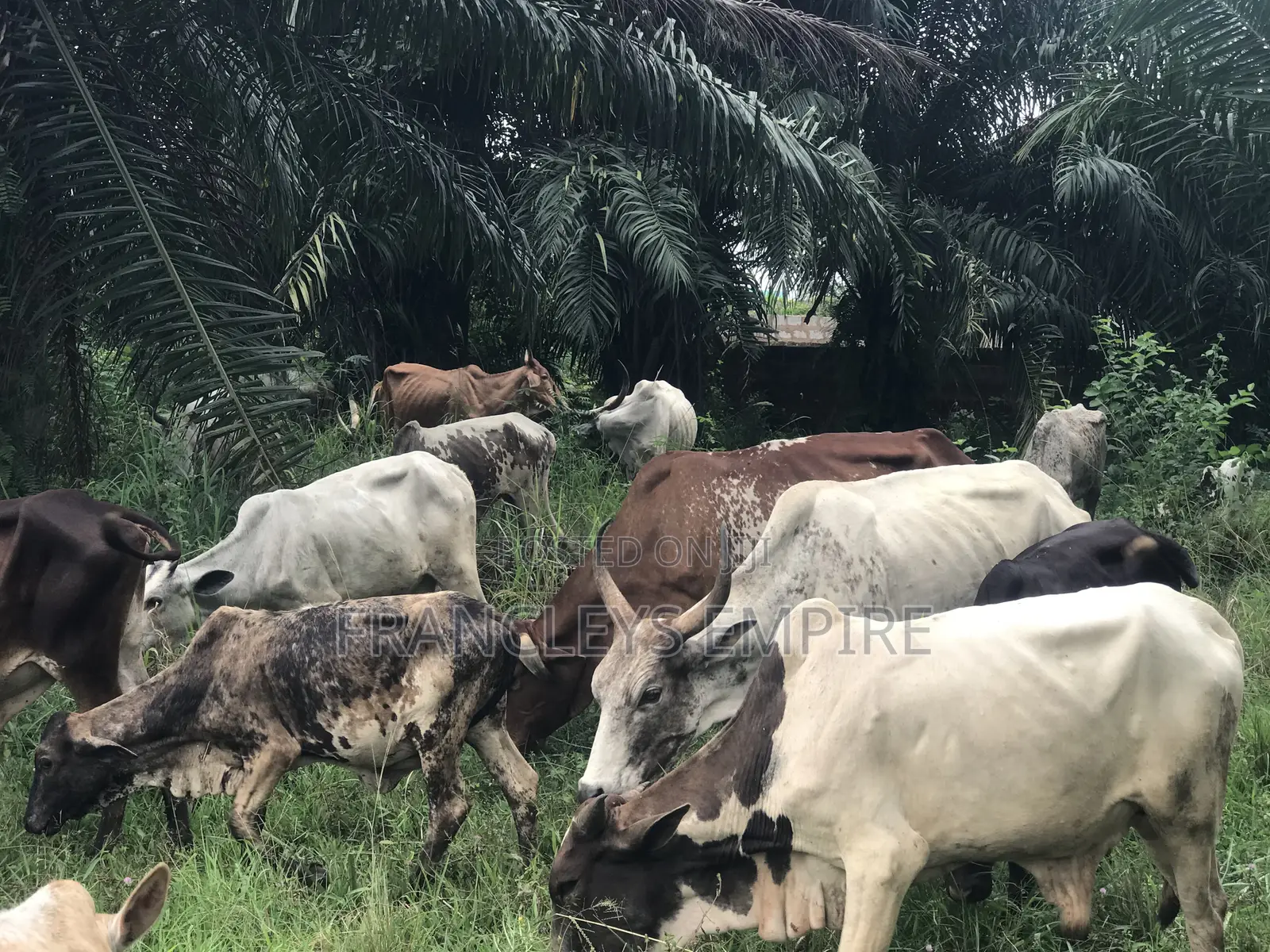 Cows for Sale. From 1000 Cedis to 30000 Cedis. 8000cedis+ for Killing