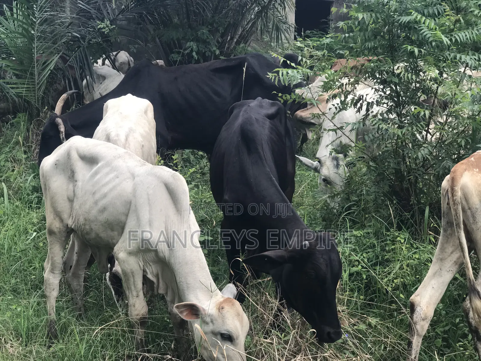 Cows for Sale. From 1000 Cedis to 30000 Cedis. 8000cedis+ for Killing