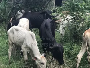 Cows for Sale. From 1000 Cedis to 30000 Cedis. 8000cedis+ for Killing