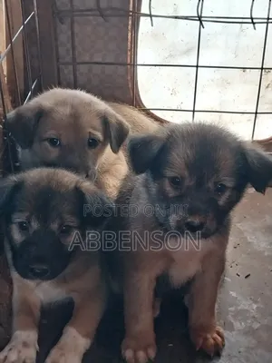 1-3 months Female Mixed Breed German Shepherd
