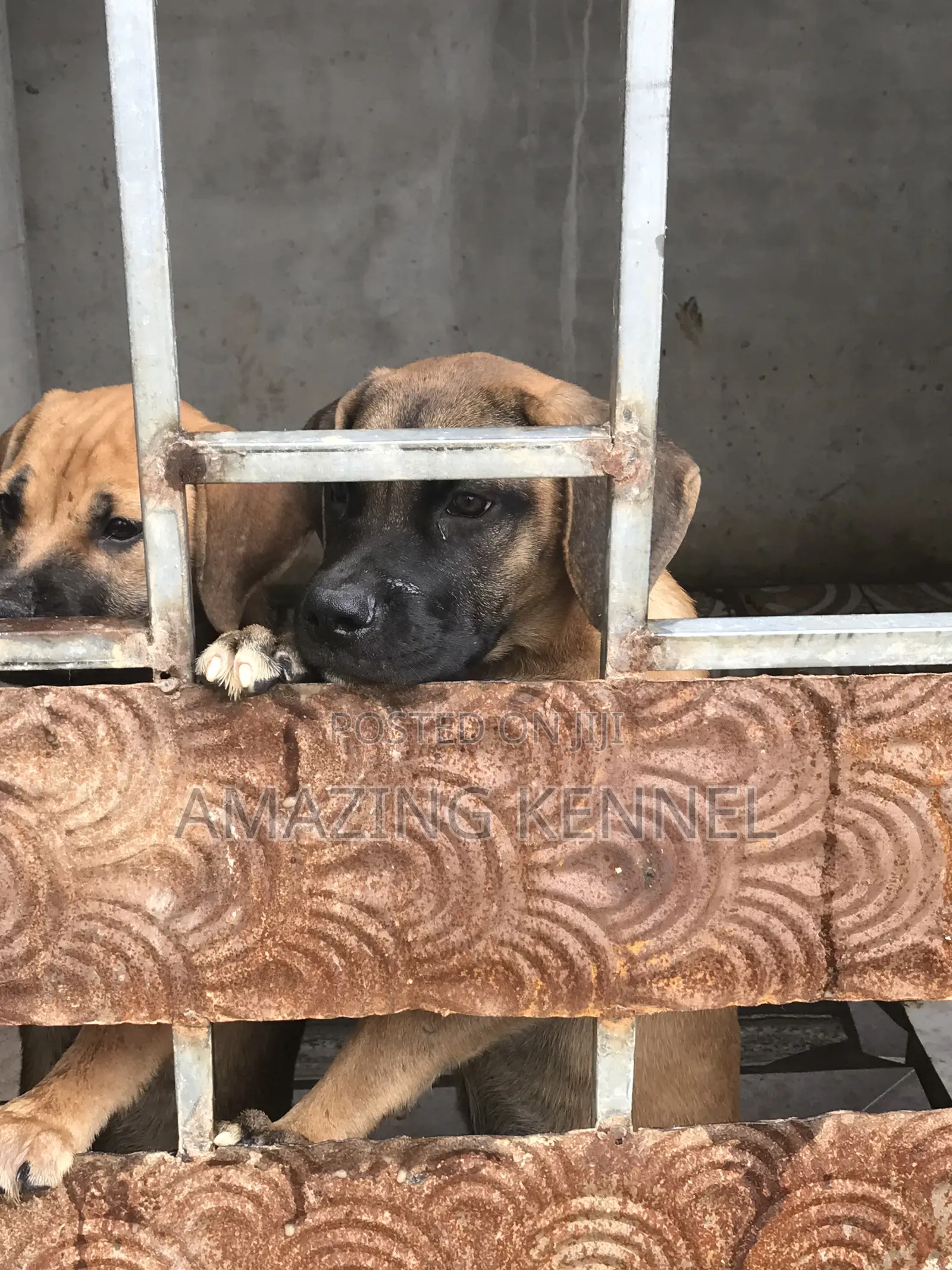 3-6 months Female Purebred Boerboel