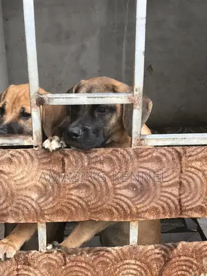 3-6 months Female Purebred Boerboel