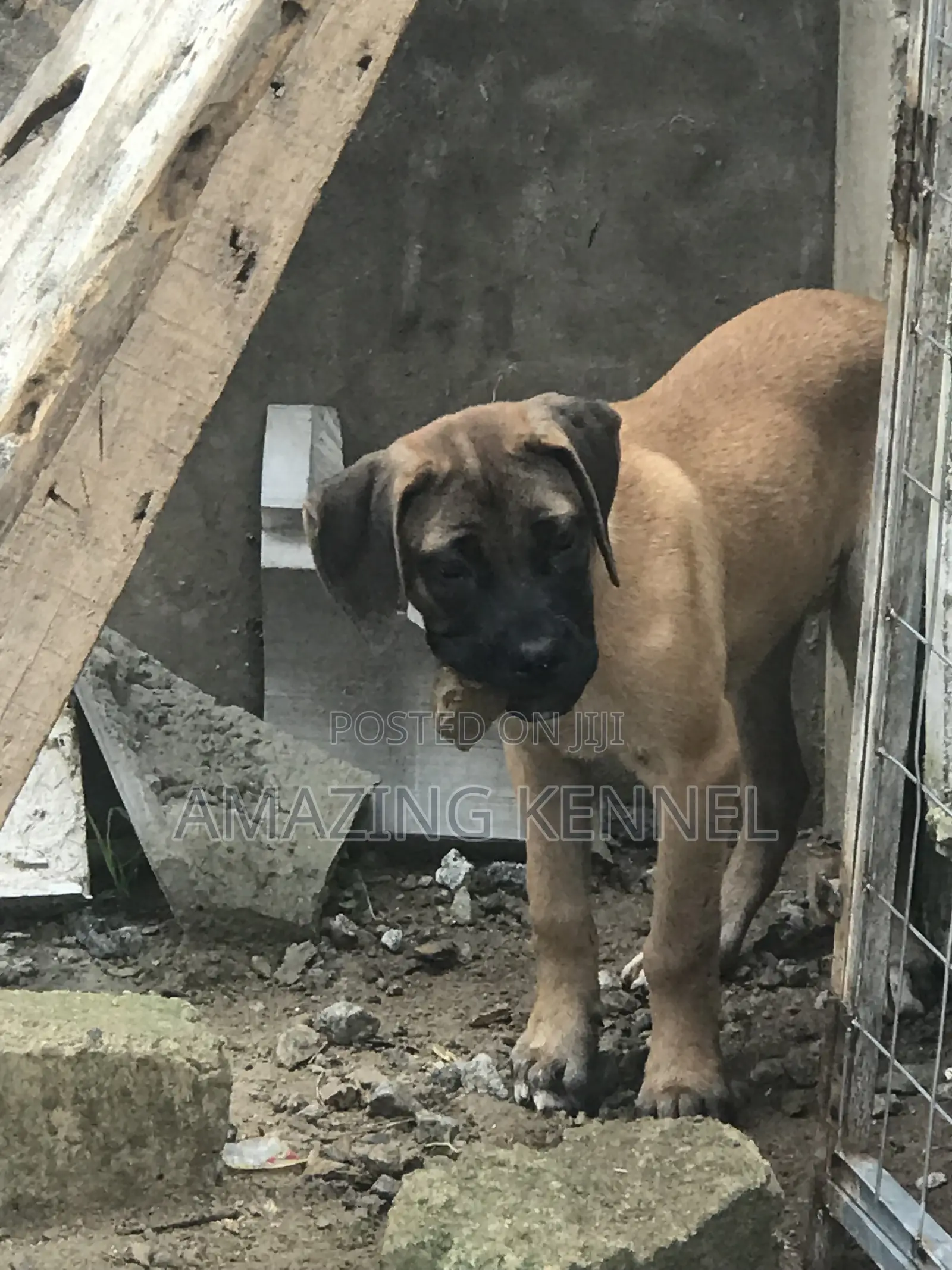 3-6 months Female Purebred Boerboel