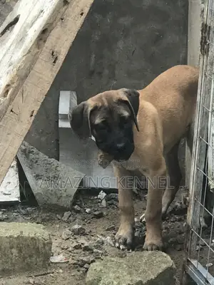 3-6 months Female Purebred Boerboel