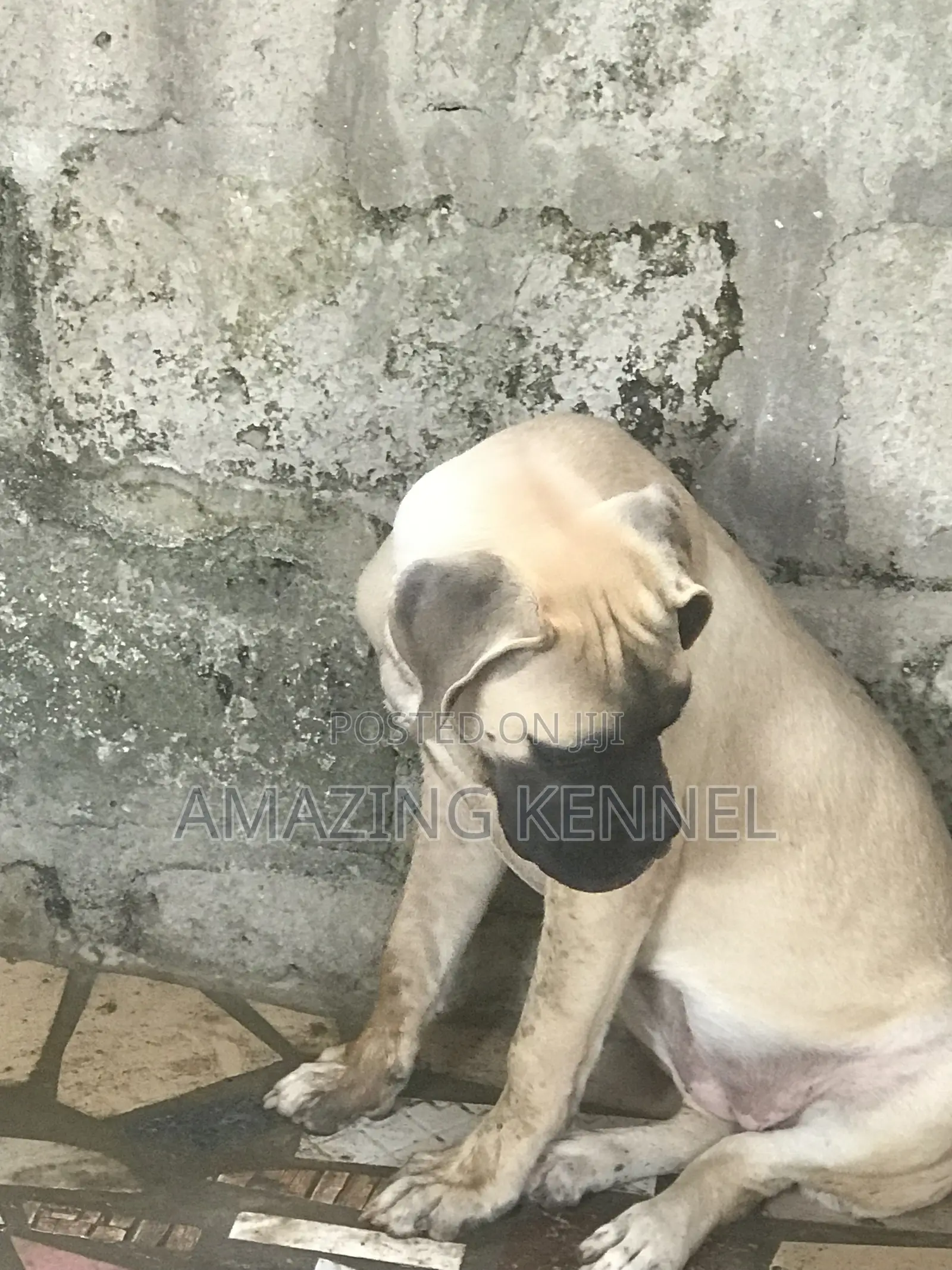 3-6 months Female Purebred Boerboel