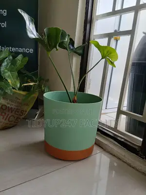 Large Planters