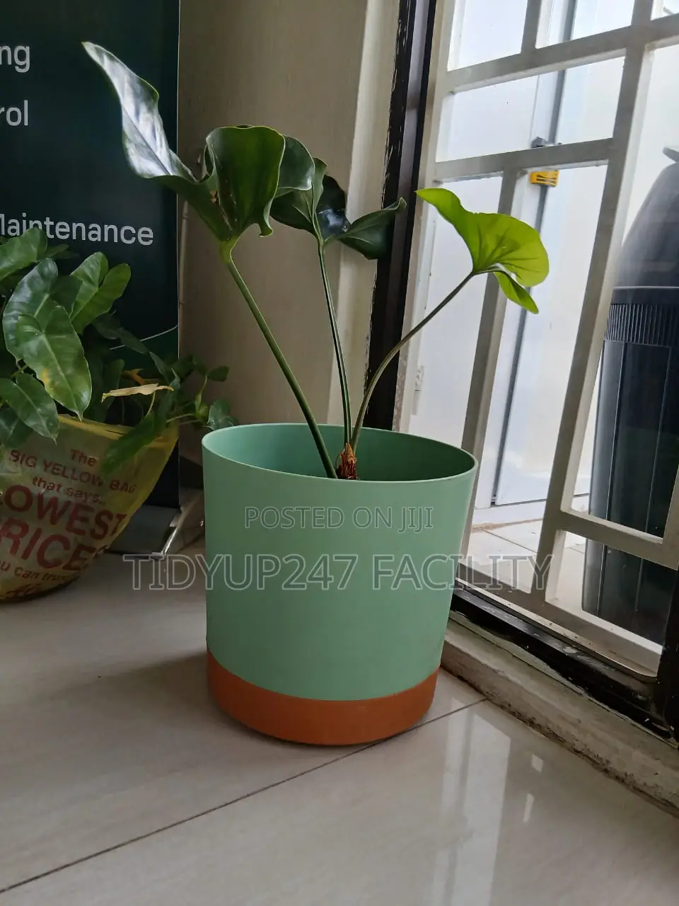 Large Planters