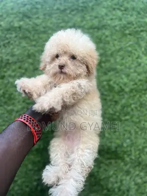 1-3 months Female Purebred Poodle
