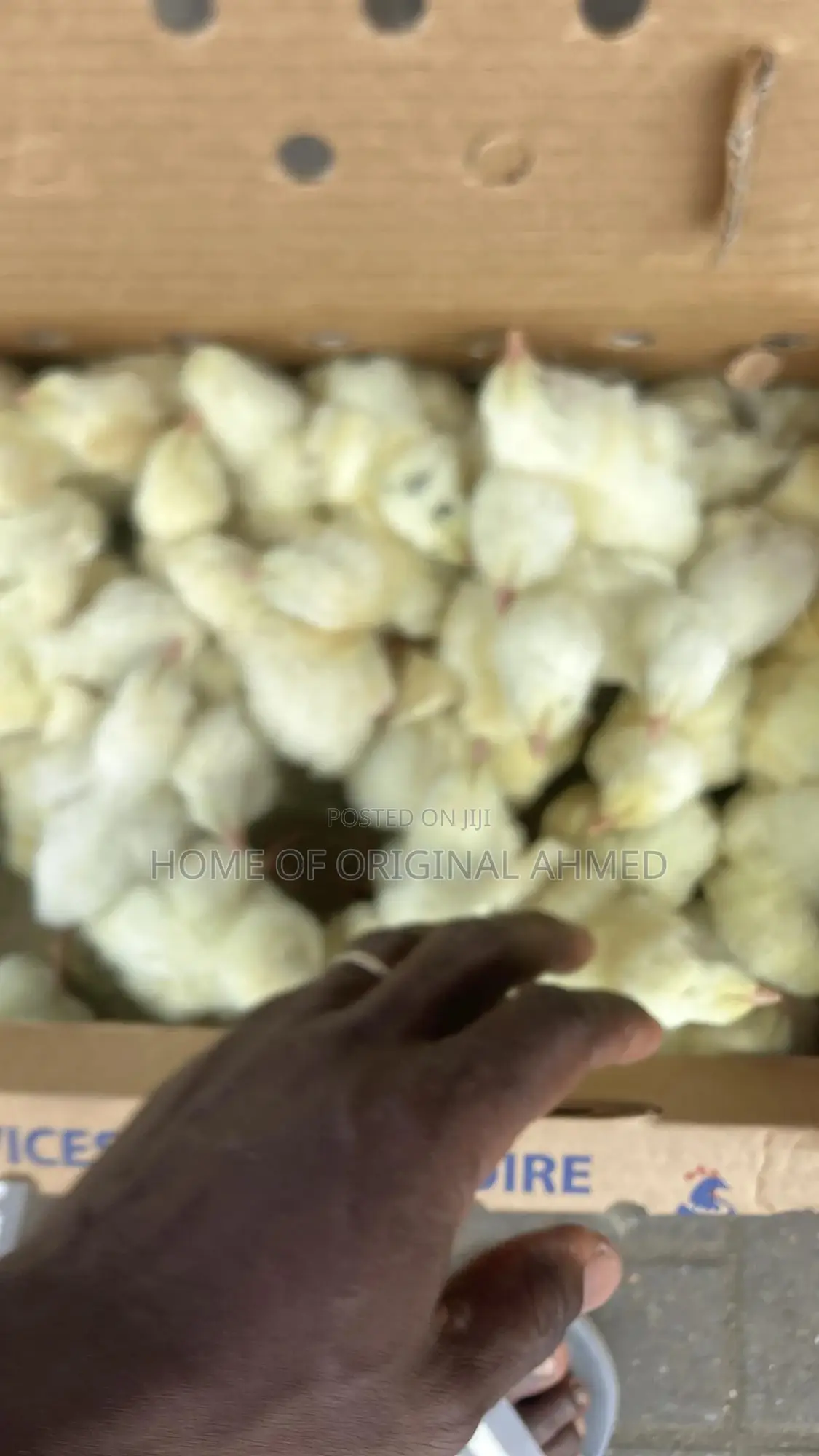 Broiler Cobb 500